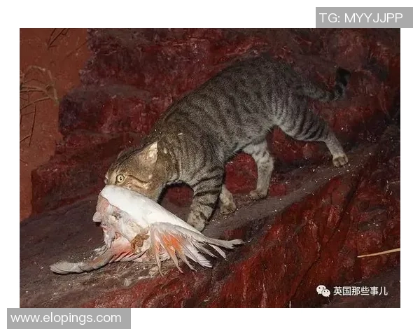 野猫绕后探秘城市角落的隐秘生活与生态平衡